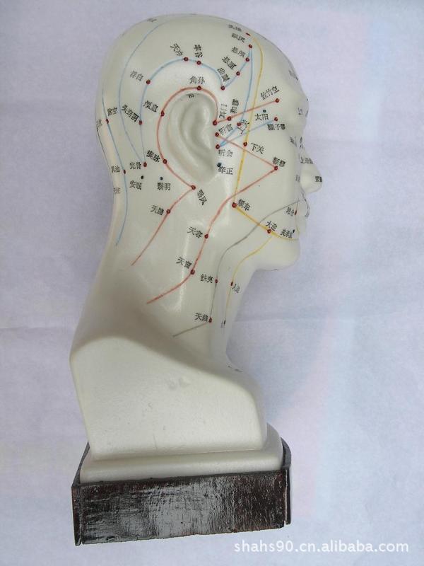 人体头部针灸模型 针灸模型 头部模型