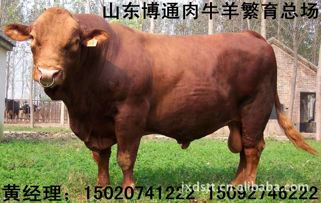 山东肉牛价格肉牛品种肉牛养殖技术提供利木赞肉牛犊小公牛母牛犊