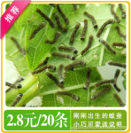 大量批发蚁蚕,活小蚕宝宝,学校周学小店玩具,学生宠物