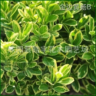 大量大叶黄杨