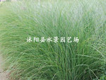 供应细叶芒 