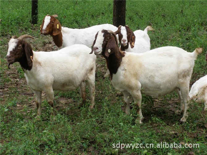 肉羊养殖技术   养羊效益好选好 优质羊羔