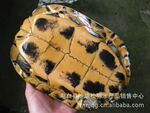 ����12����ʯ���ֹ�