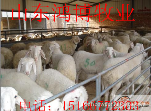育肥肉羊小尾寒羊 农村创业致富好项目 养殖纯种小尾寒羊羊羔种羊