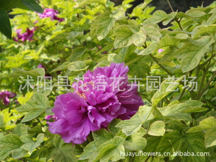 批发芍药种根 批发芍药种根