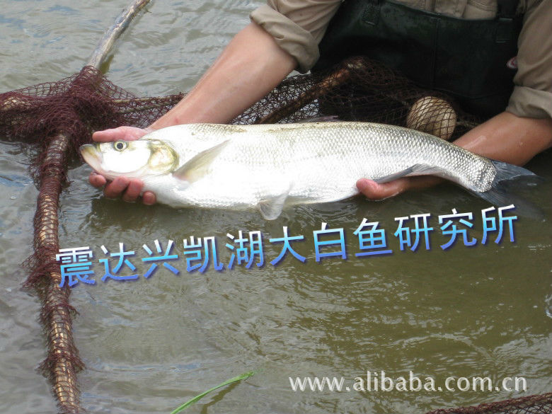 四大淡水名鱼之首-兴凯湖大白鱼(苗种)北大荒.兴凯湖特产