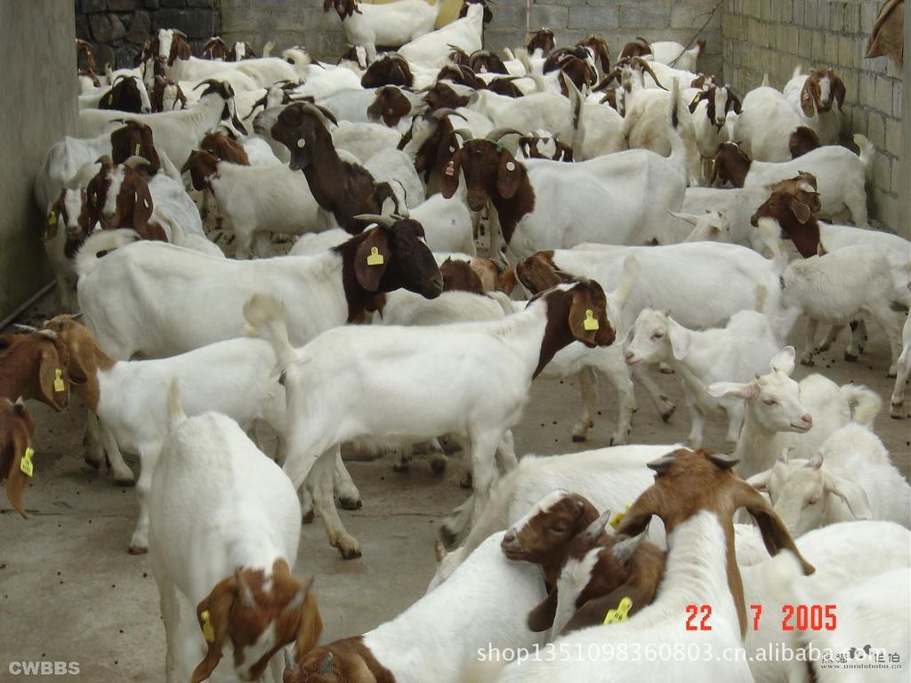 波尔山羊养殖就去价格实惠的济宁东山繁殖基地