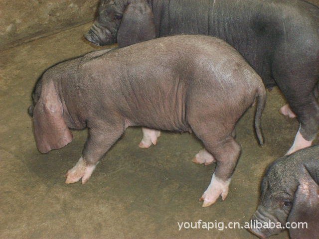 养殖场的纯种太湖母猪 苏太母猪 大约克种猪批发价格出售品种纯
