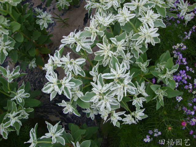 供应银边翠种子 高山积雪 银叶菊 观叶植物 株高50cm 花境 盆栽