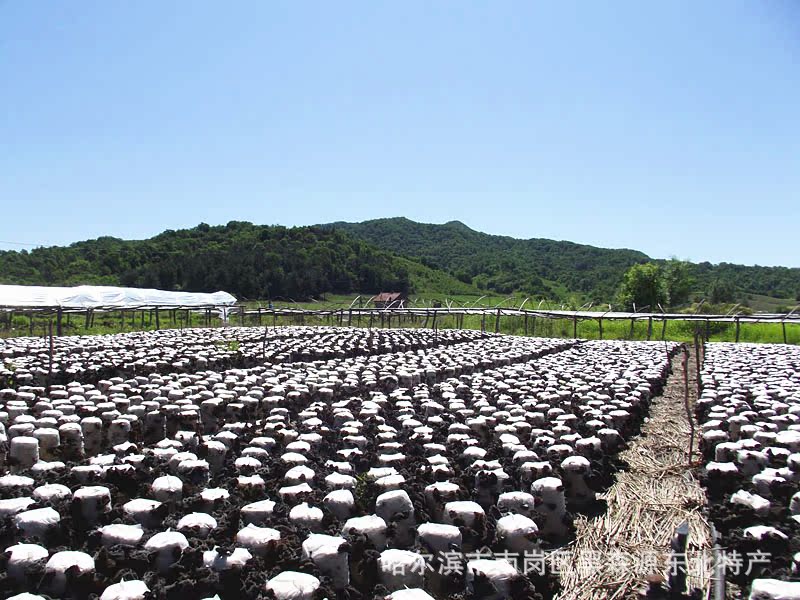 东北黑木耳批发产地直销椴木秋木耳干货食用菌农产品