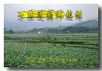 供应太空莲种——太空1号、太空3号、太空莲36号