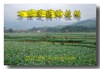 供应太空莲种——太空1号、太空3号、太空莲36号