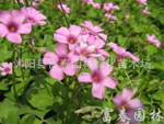 供应地被观花植物-红花醡浆草，红花醡浆草直销基地，又名红花草