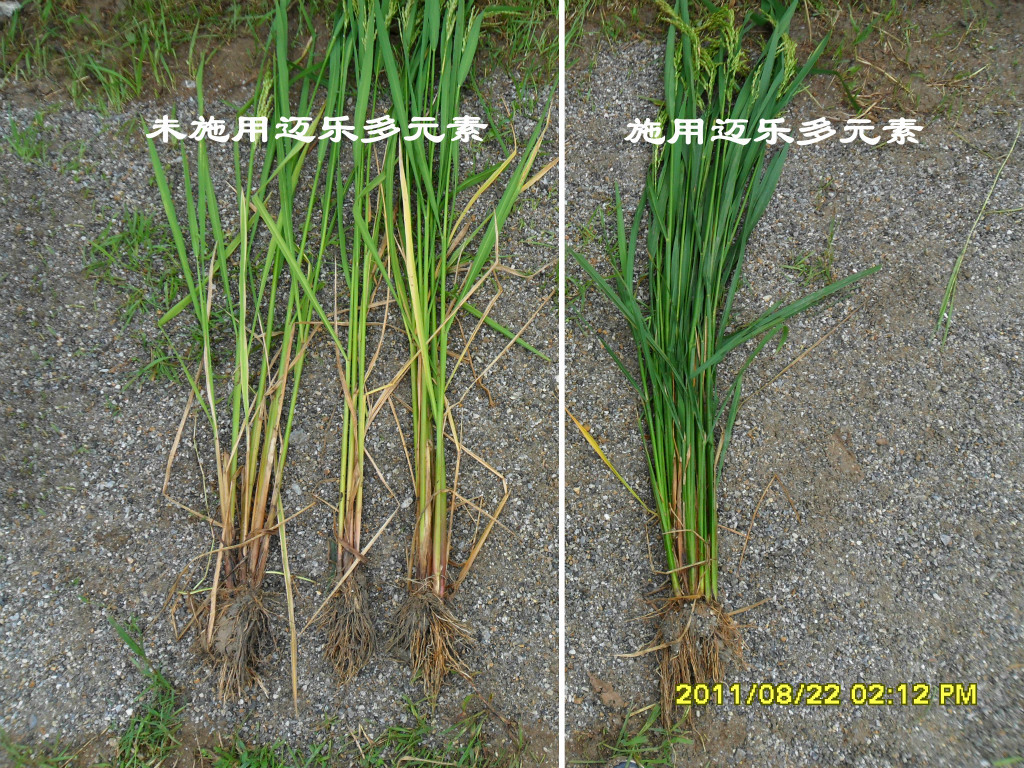 迈乐多元素在水稻上的施用效果