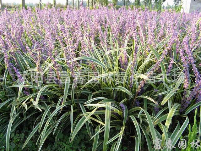 供地被植物-彩叶麦冬,金边麦冬,花叶麦冬,小叶麦冬