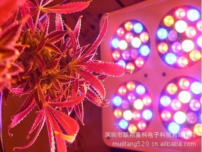 LED植物灯、植物生长灯