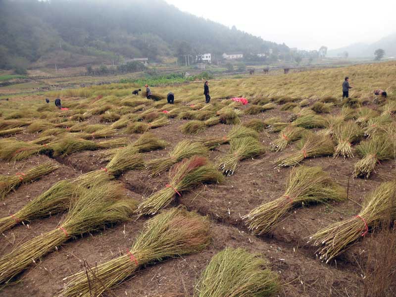 铁扫帚为黎科一年生草本植物,又名观音柳,金丝草.