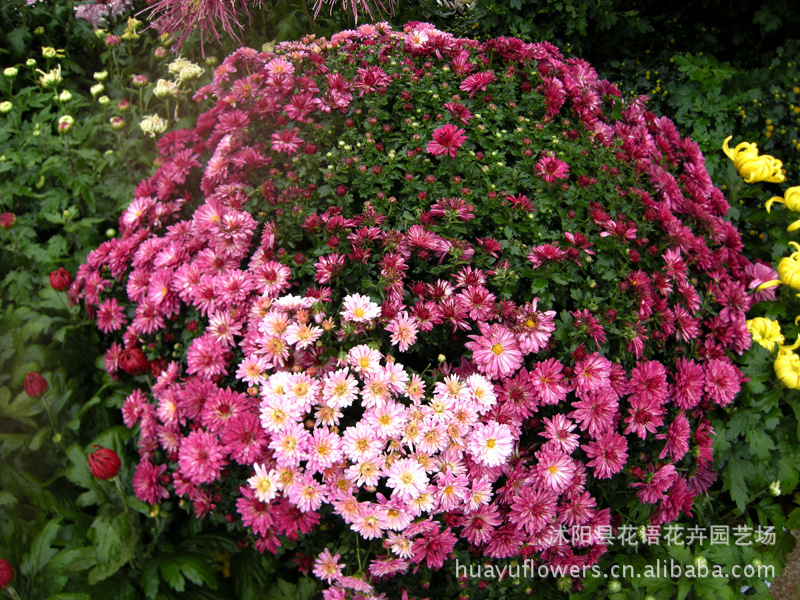 千头菊是一种早开的菊花,它最早给人们带来金秋的气息.