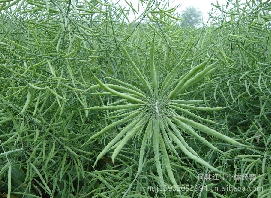 果实累累的油菜