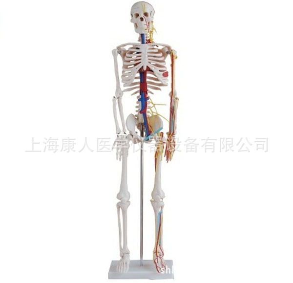 全身骨骼85cm附血管神經模型