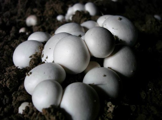 双孢菇属于担子菌亚门,伞菌目,伞菌科,蘑菇属.