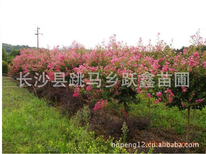 优质乔木红花紫薇树【湖南长沙苗圃】绿化苗木道行紫薇树支持混批