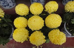 金谷园供应艺菊 造型菊 造型龙菊 造型孔雀开屏菊 造型菊球 艺菊