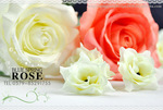 ������rose ����QQ�̰�õ��ɫ������лõ�廨 ���滨 ����ֲ��