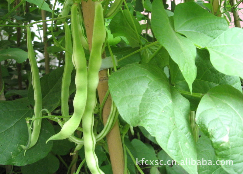 【批发供应豆角/长豆角 开封蔬菜储存冷库】豆荚类价格_厂家_图片