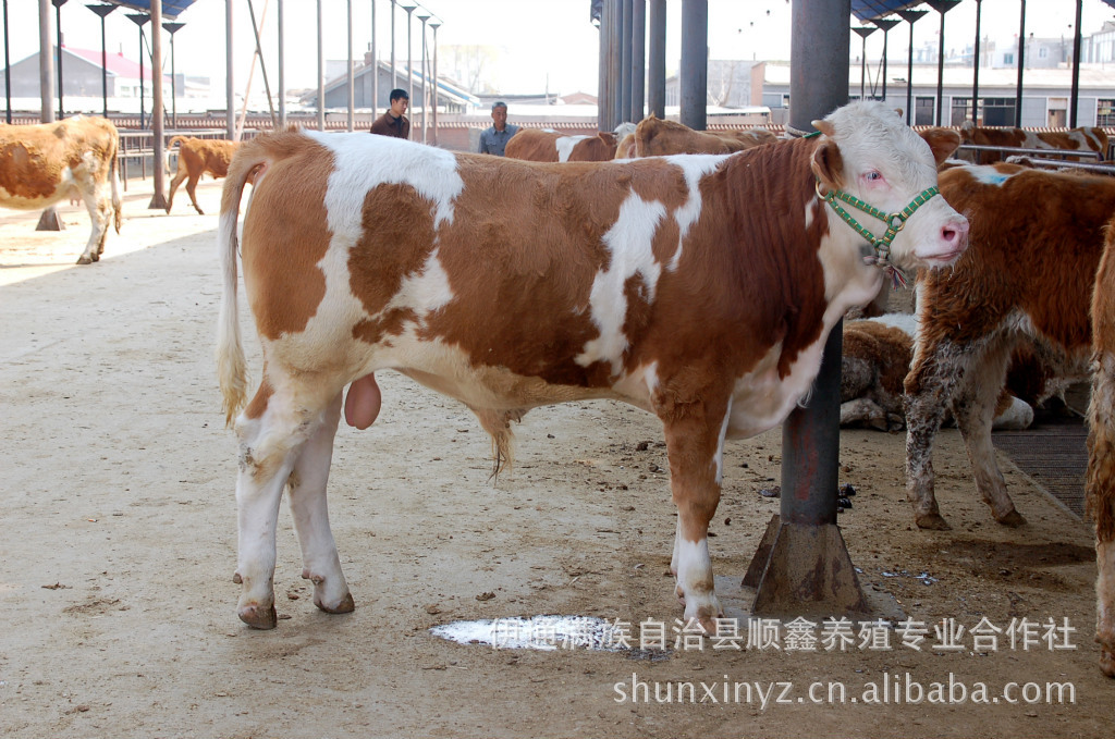 2012年肉牛牛犊最新报价 牛病防治 牛舍建设 养殖建议