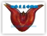 供应菱角——菱角种子