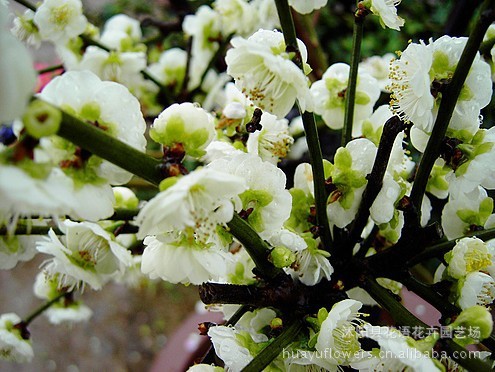 绿梅苗价格 绿梅苗价格