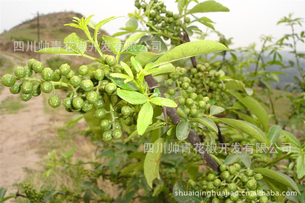 批发供应 冷冻鲜花椒 火锅调味品