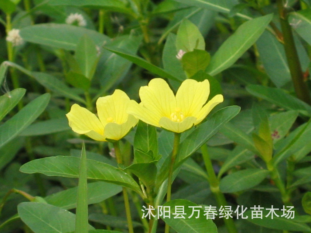 大量供应黄花水龙 别名柳叶菜多年生挺水型草本植物