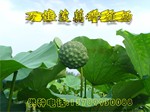 供应子莲种、籽莲种、莲子种、莲籽种