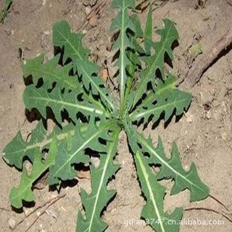 天然专业种植植物蒲公英清热解毒消肿和利尿抗菌