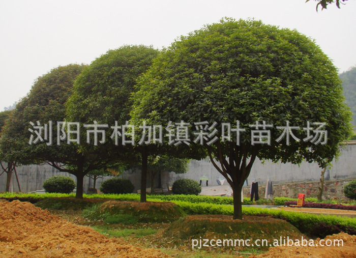 供应优质精品乔木桂花树 株高2.5米,胸径5cm