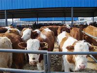 河北肉牛养殖 河北肉牛养殖场 河北肉牛交易市场