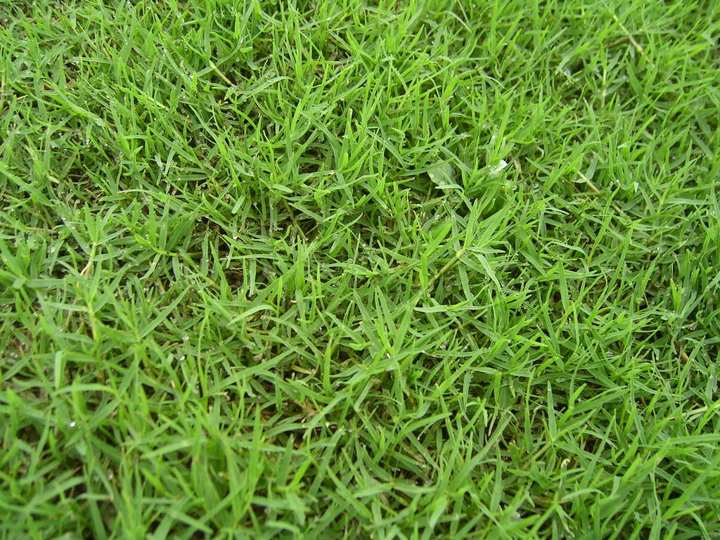 上海草坪批发 价格低品质优