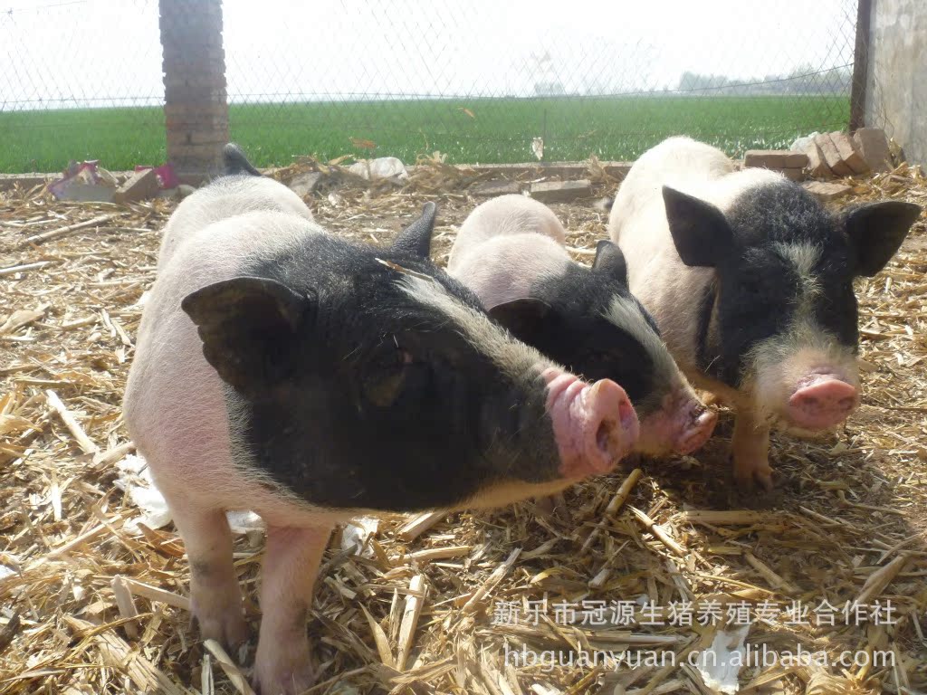河北香豬養殖合作社大量供應優質巴馬小香豬2--4月齡豬苗