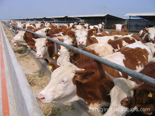 国家级种牛场西门塔尔牛效益分析