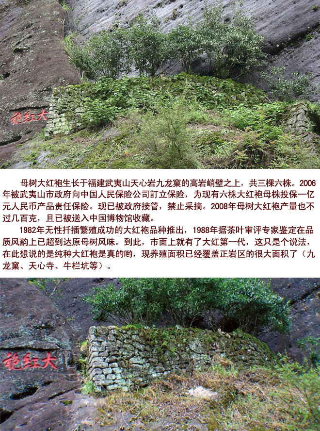 大红袍茶树图4