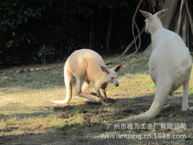 香江野生动物 (61)