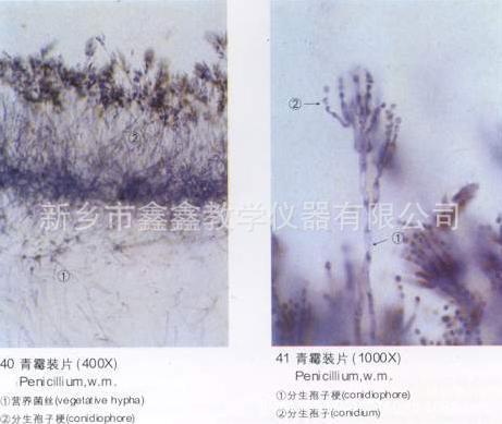 青霉装片