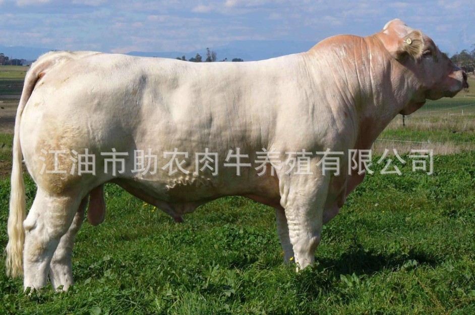 西门塔尔牛最大可长2000斤