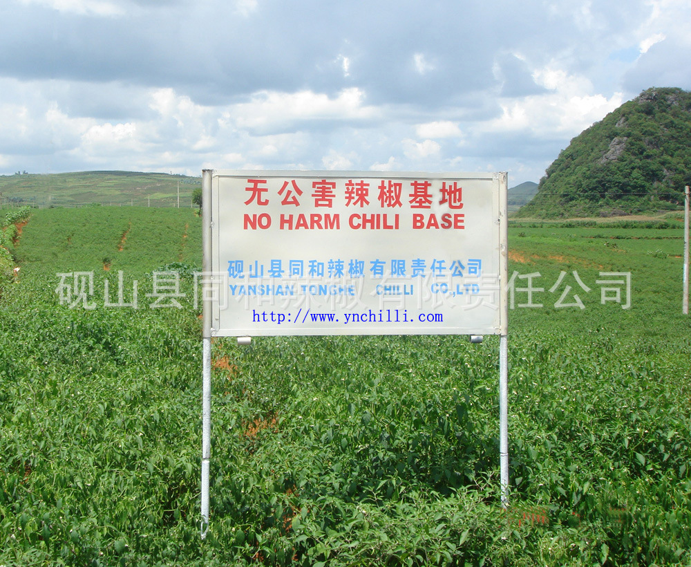 供应大量泡野山椒,泡云南野山椒