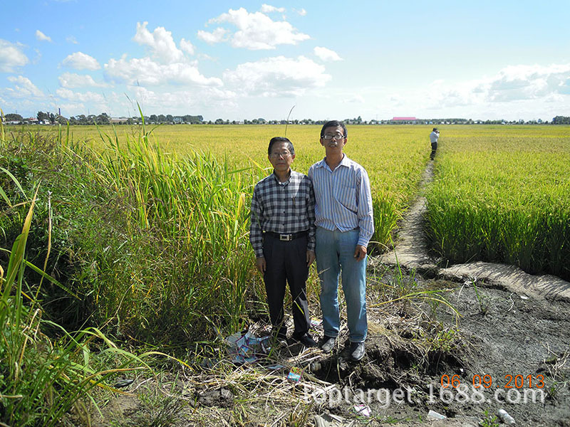 soil improvement on rice in saline-alkali land