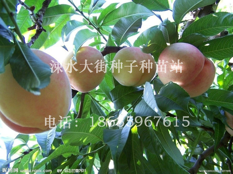 8公分桃子树苗