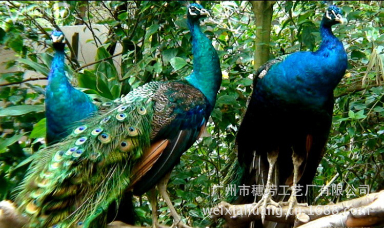 香江野生动物 (17)