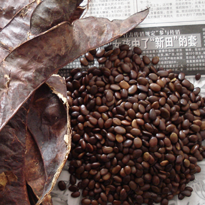 小皂角